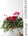 ガーデンシクラメンの寄せ植え 124958529
