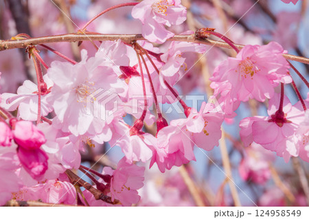 美しい満開の桜の花びら 124958549