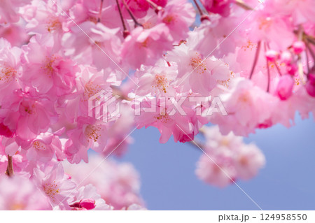 青空に映える美しいピンクの桜の花びら 124958550