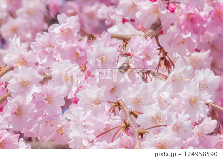 美しい満開の桜の花びら 124958590