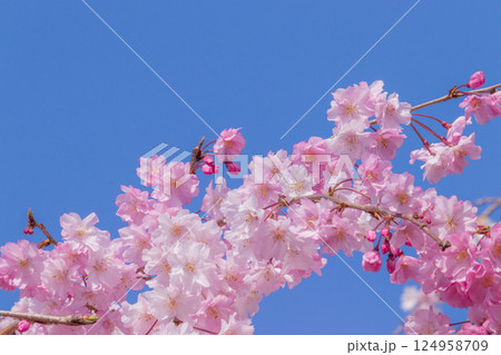 青空を背景にした枝垂れ桜 124958709