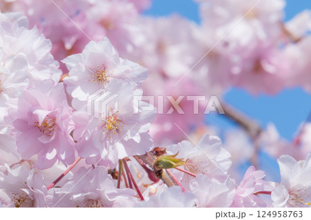 青空に映える美しい満開のしだれ桜 青空に映える美しい満開のしだれ桜 124958763
