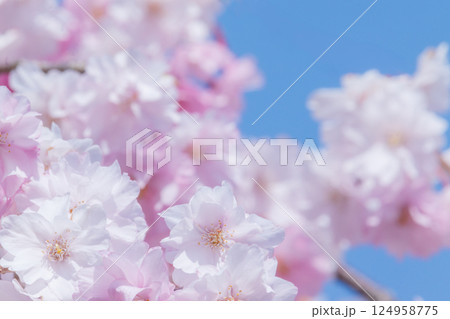 青空に映える美しい満開のしだれ桜 青空に映える美しい満開のしだれ桜 124958775