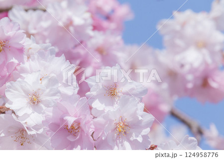 青空に映える美しい満開のしだれ桜 青空に映える美しい満開のしだれ桜 124958776