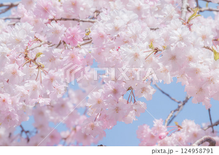 青空に映える美しい満開のしだれ桜 124958791