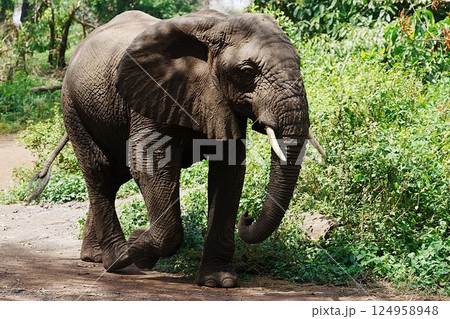 Female adult African bush elephant in forest in Lake Manyara National Park in Arusha region in TANZANIA Female adult African bush elephant in forest in Lake Manyara National Park in Arusha region in TANZANIA 124958948