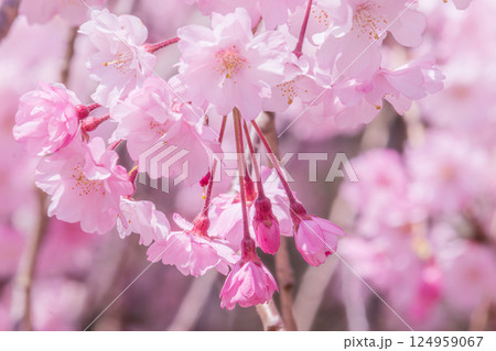 美しいピンクの桜の花びら 美しいピンクの桜の花びら 124959067
