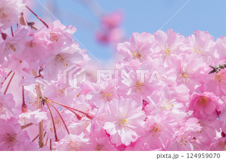 青空に映える満開の美しいしだれ桜 青空に映える満開の美しいしだれ桜 124959070