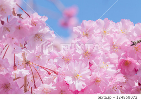 青空に映える満開の美しいしだれ桜 青空に映える満開の美しいしだれ桜 124959072