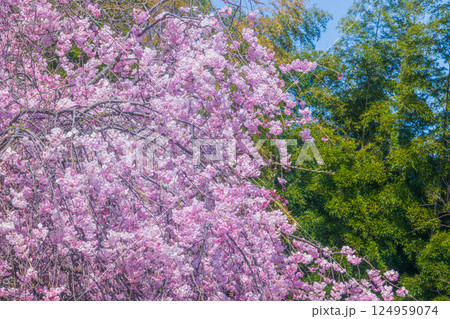 緑に映えるピンクのしだれ桜の花びら 124959074