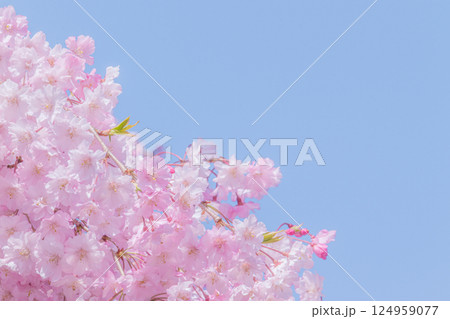 青空に映える満開の美しいしだれ桜 124959077