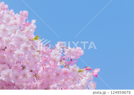 青空に映える満開の美しいしだれ桜 青空に映える満開の美しいしだれ桜 124959078