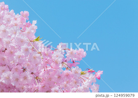 青空に映える満開の美しいしだれ桜 124959079