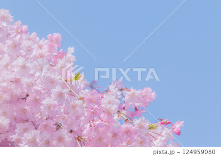青空に映える満開の美しいしだれ桜 青空に映える満開の美しいしだれ桜 124959080