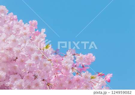 青空に映える満開の美しいしだれ桜 124959082