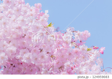 青空に映える満開の美しいしだれ桜 124959083