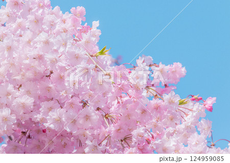 青空に映える満開の美しいしだれ桜 青空に映える満開の美しいしだれ桜 124959085