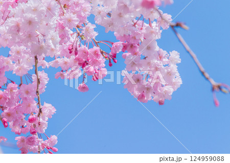 青空に映える満開の美しいしだれ桜 青空に映える満開の美しいしだれ桜 124959088