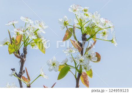 青空と梨の白い花 124959123
