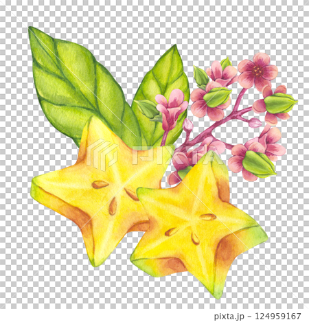 Yellow carambola fruit slices with blooming tree branch, green leaf foliage. Watercolor starfruit. Botanical exotic star apple Bilimbi. Hand drawn illustration isolated on white background. For menu 124959167