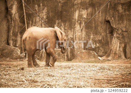 African elephant walking gracefully on straw-covered dry ground in front of textured rocky background, with trunk curled inward and ears slightly extended African elephant walking gracefully on straw-covered dry ground in front of textured rocky background, with trunk curled inward and ears slightly extended 124959222