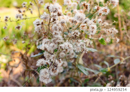 Small white flower of grass and nature background Small white flower of grass and nature background 124959254