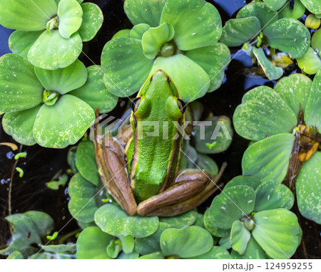 Green frog in the pond Green frog in the pond 124959255