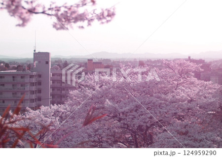春 124959290