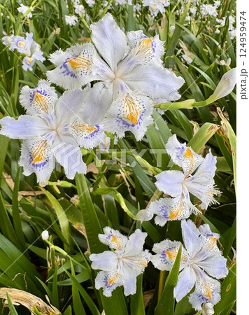 白いシャガの花 124959474