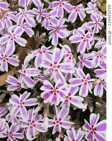 ピンクの可愛い芝桜_キャンディストライプ ピンクの可愛い芝桜_キャンディストライプ 124959789