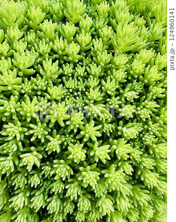 モリムラ万年草 モリムラ万年草 124960141