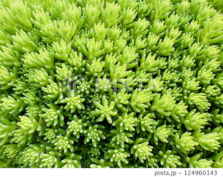 モリムラ万年草 124960143