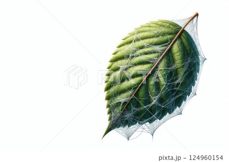 A green leaf covered with a thin cobweb. Space for text. A green leaf covered with a thin cobweb. Space for text. 124960154