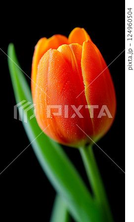 orange tulip on a black background orange tulip on a black background 124960504