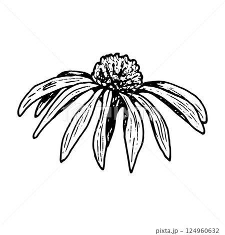 Botanical ink drawing of a flower head with drooping petals in black line art style. Ideal for herbal illustrations, organic cosmetics packaging, floral logos, and botanical prints. 124960632