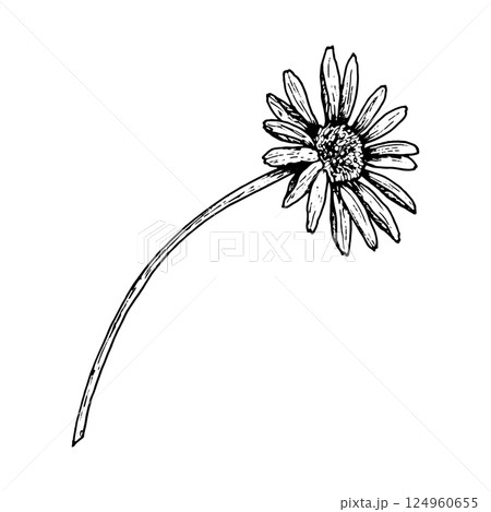 Botanical black and white ink drawing of a drooping wildflower with elongated petals and a thin curved stem. Hand drawn vintage-style floral illustration for herbal themes, nature decor, and print. 124960655