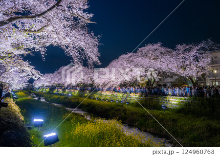 調布市　野川桜ライトアップ 2025 124960768