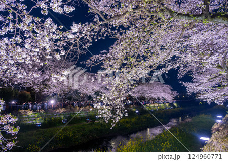 調布市　野川桜ライトアップ 2025 124960771