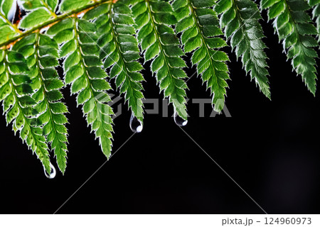 Summer rain in night forest. Drops of water dripping from green leaves of fern Summer rain in night forest. Drops of water dripping from green leaves of fern 124960973