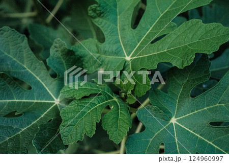 Close-up view of fig leaves branches - Ficus carica. Beautiful big tree, flora Close-up view of fig leaves branches - Ficus carica. Beautiful big tree, flora 124960997