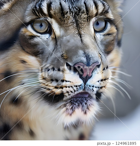 Cold Breath: Snow Leopard Whiskers 124961895