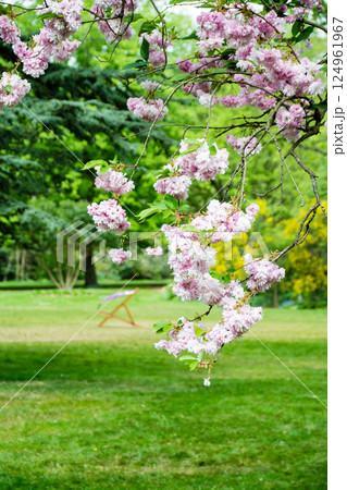 明るい日差しの下の緑の多い公園に咲く春の訪れを示す桜の花　ロンドン郊外のオスタリー・パークにて 124961967