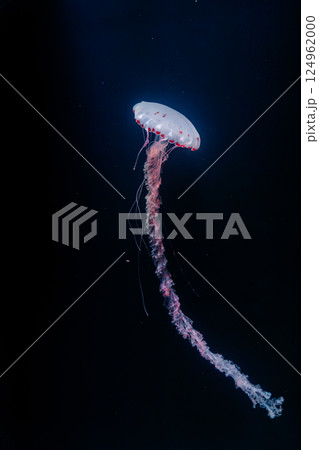 underwater photos of purple striped jelly chrysaora colorata 124962000