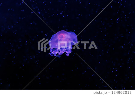 underwater photography jellyfish Cotylorhiza tuberculata, Mediterranean jellyfish 124962015