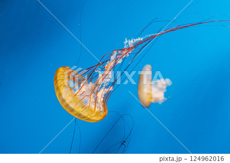 underwater photography jellyfish Chrysaora fuscescens, Pacific sea nettle, West Coast sea nettle underwater photography jellyfish Chrysaora fuscescens, Pacific sea nettle, West Coast sea nettle 124962016