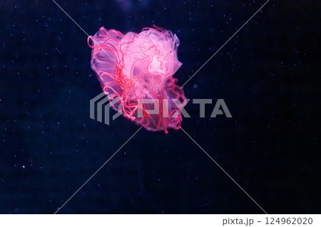 underwater photography jellyfish chrysaora melanaster, Northern Sea Nettle or brown jellyfish 124962020