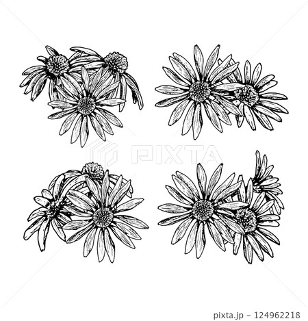 Set of four hand drawn floral bouquets featuring wildflowers resembling chamomile, echinacea, calendula and rudbeckia. Perfect for herbal tea, natural cosmetics, cards and botanical packaging. Set of four hand drawn floral bouquets featuring wildflowers resembling chamomile, echinacea, calendula and rudbeckia. Perfect for herbal tea, natural cosmetics, cards and botanical packaging. 124962218