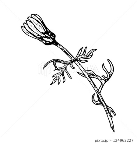 Hand drawn wildflower bud with curly foliage, in herbal style. Can resemble chamomile, calendula, echinacea or rudbeckia. Suitable for natural cosmetics, herbal tea labels, cards and seasonal gifts. 124962227