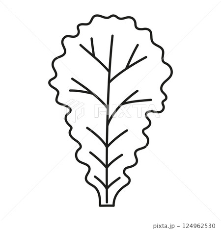 green lettuce leaf in outline 124962530