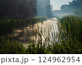 Morning on the river early morning reeds mist fog and water surface on the river 124962954